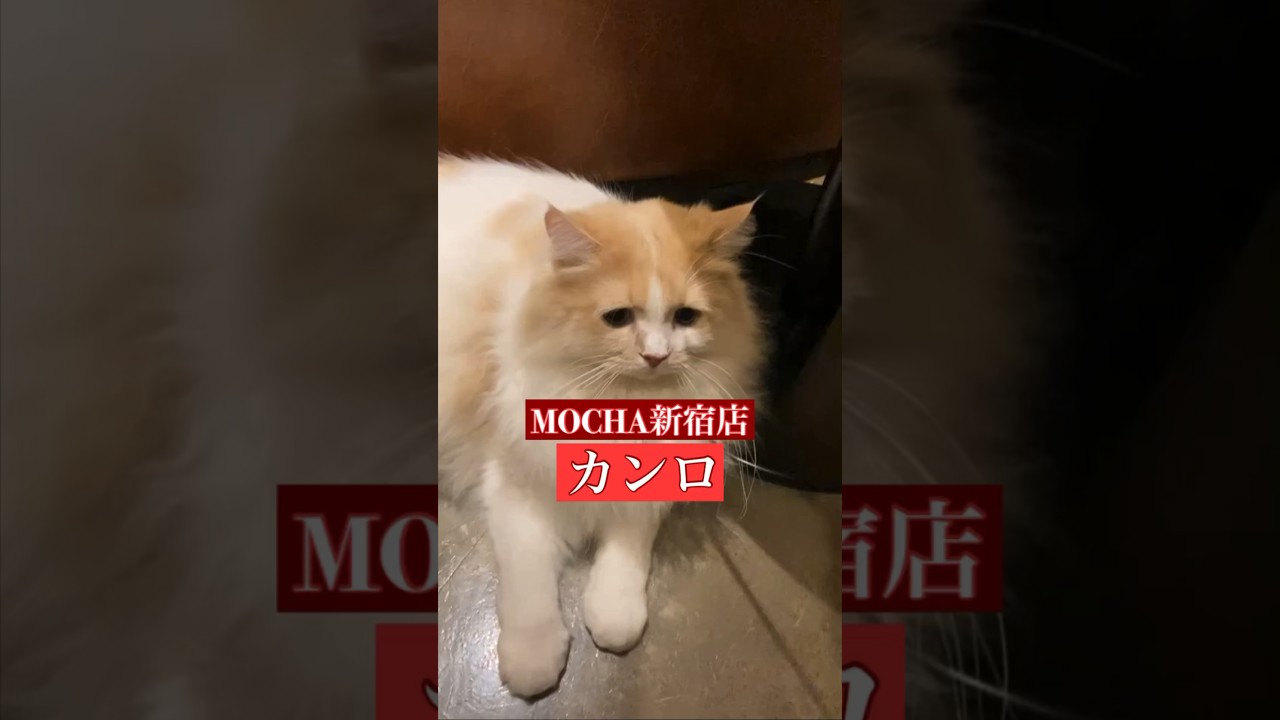 🐱カンロ🐱　猫カフェMOCHA新宿店　(ラガマフィン♂)　2024/3/6  撮影分　#日替わり猫カフェにゃんこ
