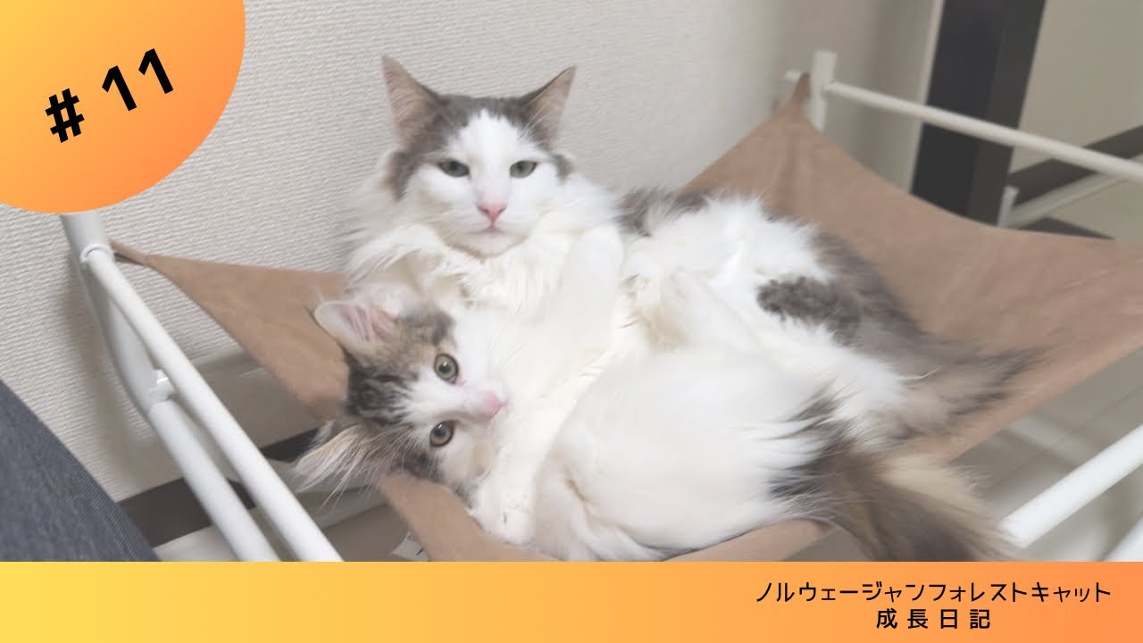 【子猫&先住猫】しつこい子猫に礼儀を教える先住猫 #ノルウェージャンフォレストキャット #kitten
