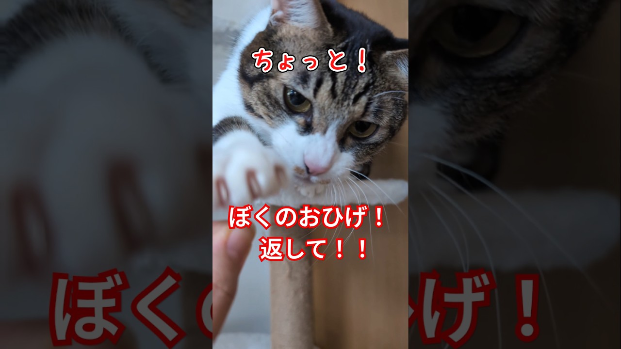 誰のおひげ？僕のおひげ！#かくまる #cat #ねこ #猫