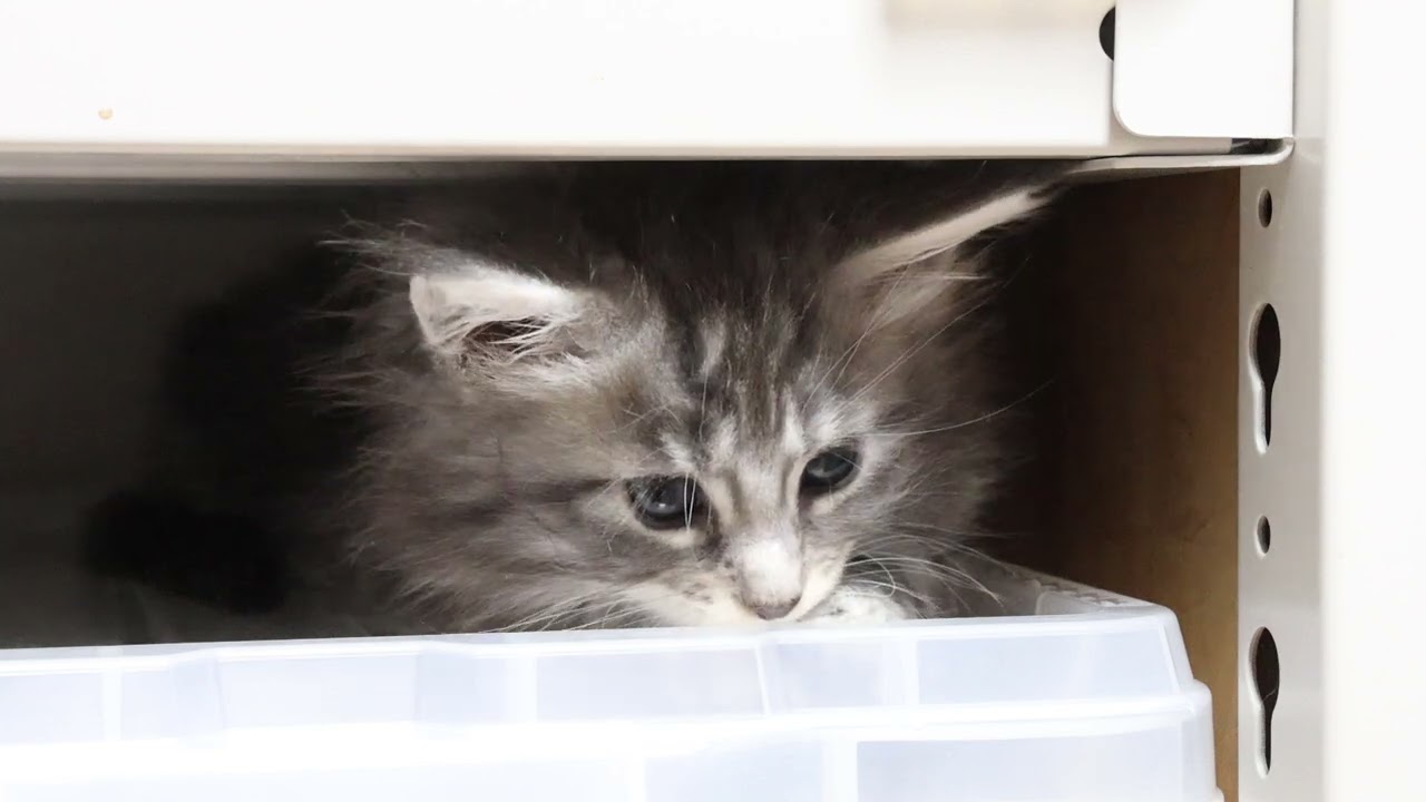 クリクリお目々のメインクーン子猫サラビちゃん