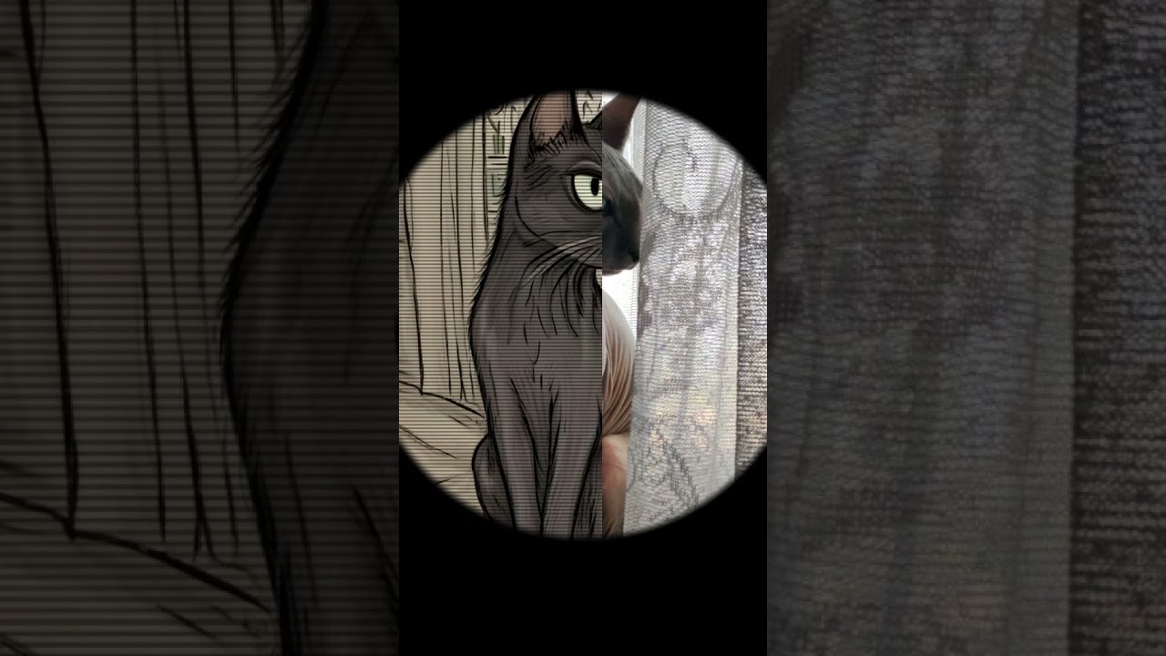 Кіра #cat #sphynx #позитив #жарти #catlover #приколи #tiktok #pets #кіт