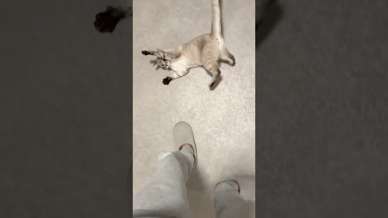 謎のコテンッ！を見て下さい　#元保護猫　#シャムトラ　#シャムミックス　#cat #猫耳 #kitten #シャムmix  #子猫 #猫耳