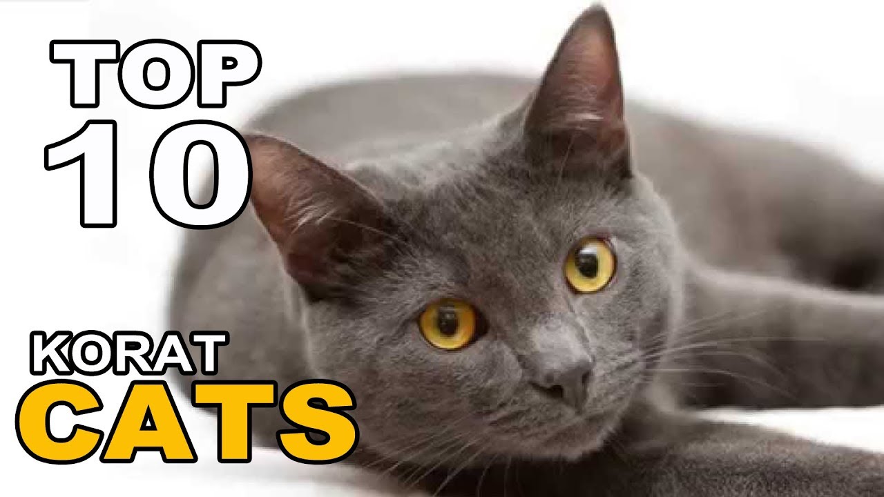 TOP 10 KORAT CATS BREEDS