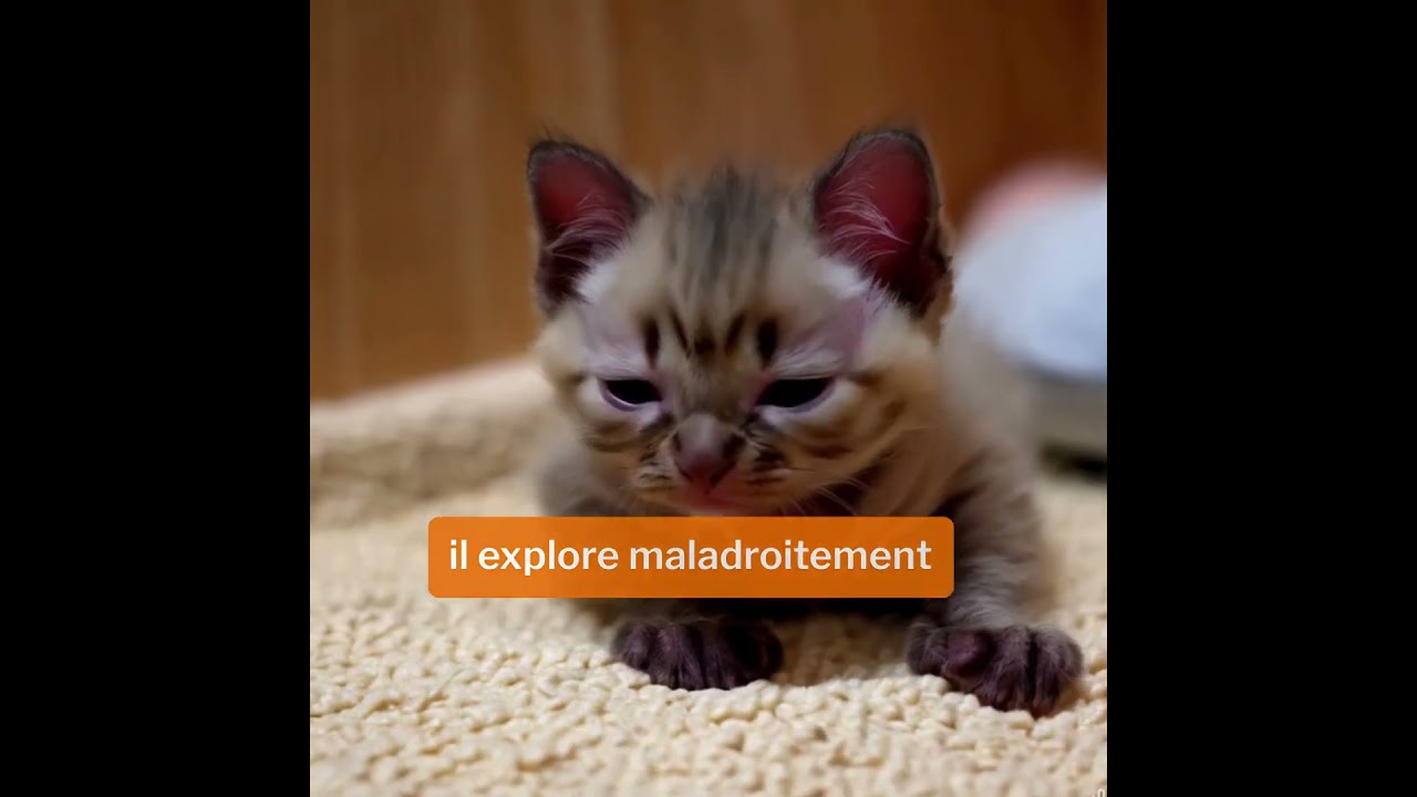 La vedette             #viralshort  #trending  #foryou   #Explore  #ContentCreator #YouTubeShorts