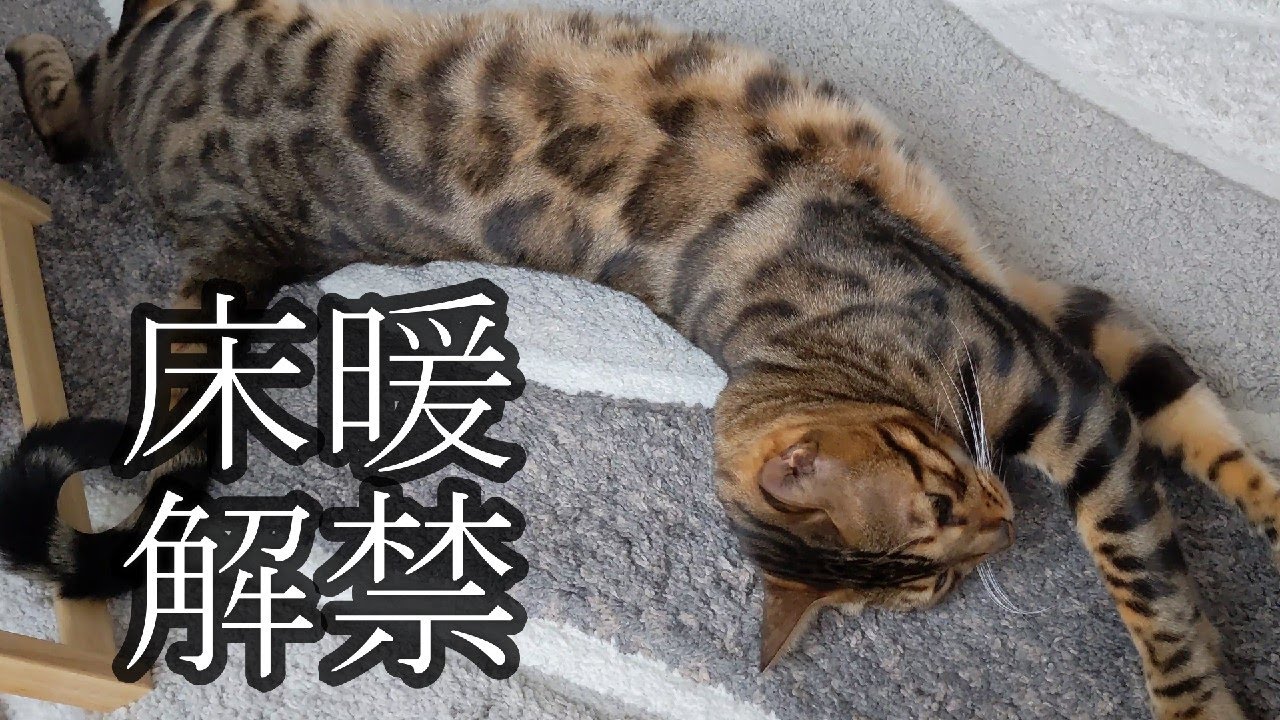 【ベンガル】床暖房を解禁したらこうなりました
