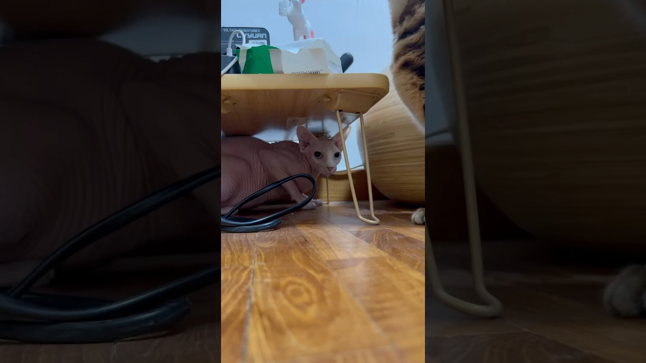 喧嘩中テーブルの下に隠れる毛のない猫【スフィンクス猫】
