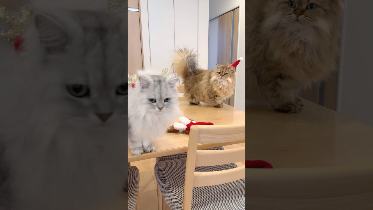 もふもふ猫のクリスマスファッションショー 【サイベリアン】 #Shorts