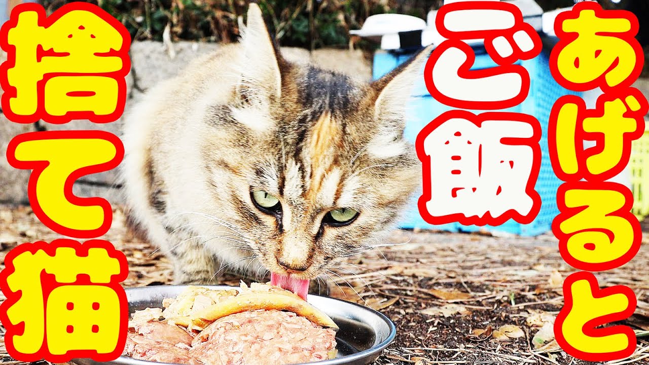 捨て猫たちにご飯をあげたら・・・ サビ猫は元飼い猫で耳カット無しで避妊済み？