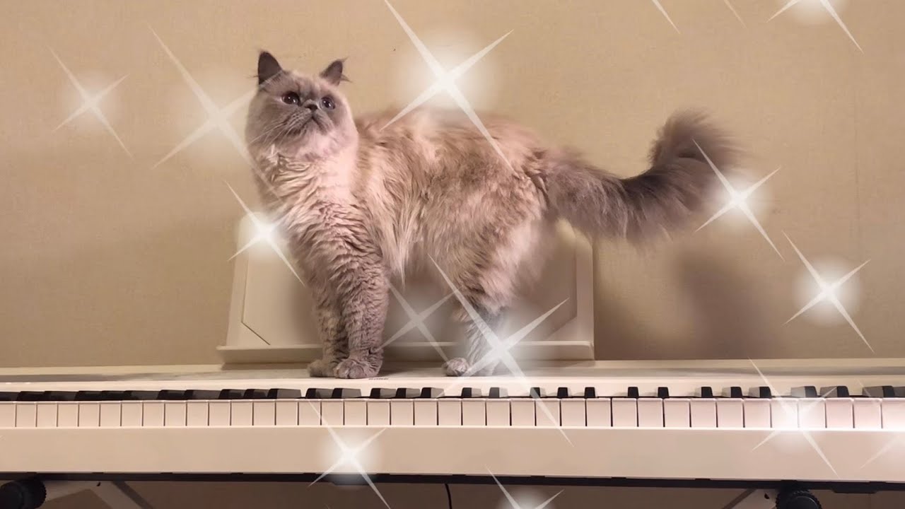芸術の秋と猫 [ヒマラヤン]／Art autumn and cat [Himalayan]