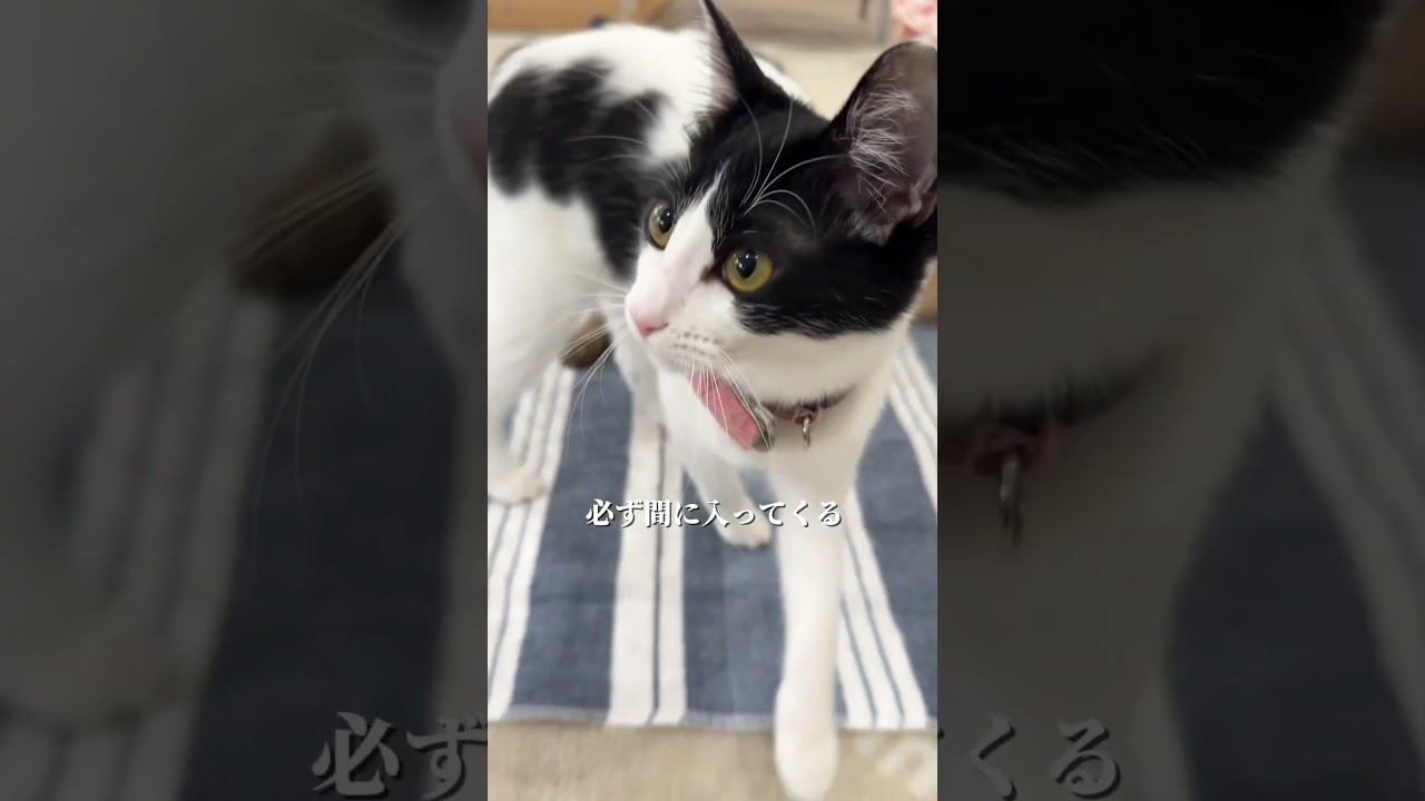 末っ子ニコちゃん。#保護猫