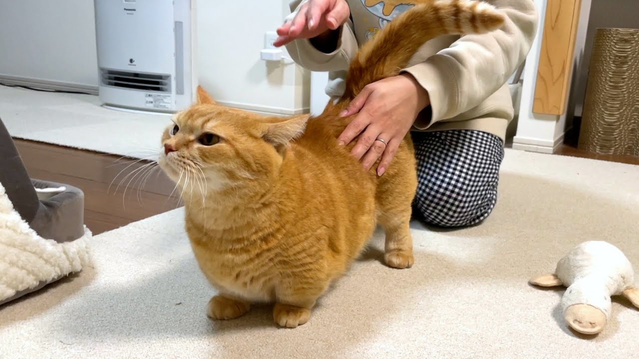 病み上がりのママの謎テンションに付き合う猫【プリペンペン】