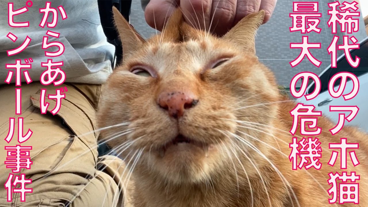 当アカウント最大の危機！からあげピンボール事件 The comedy cat inccident