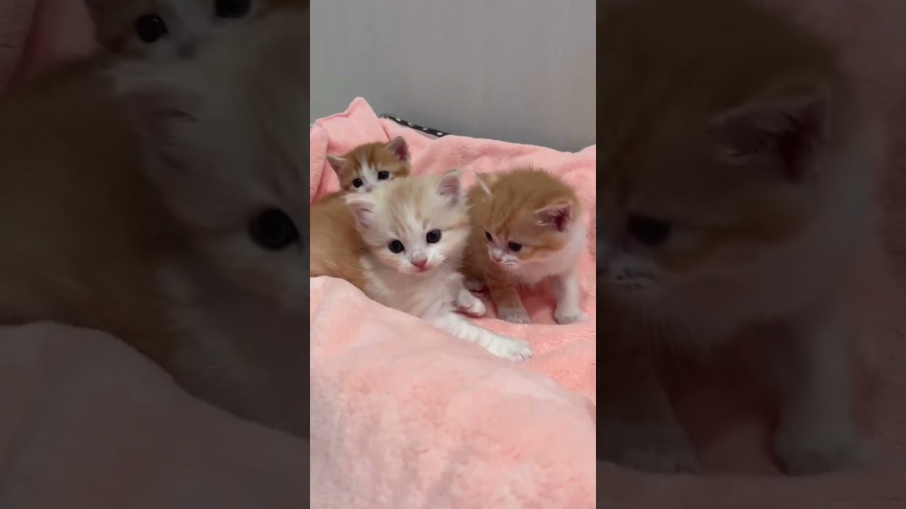【マンチカン子猫】3兄妹よちよち元気♡DAY26
