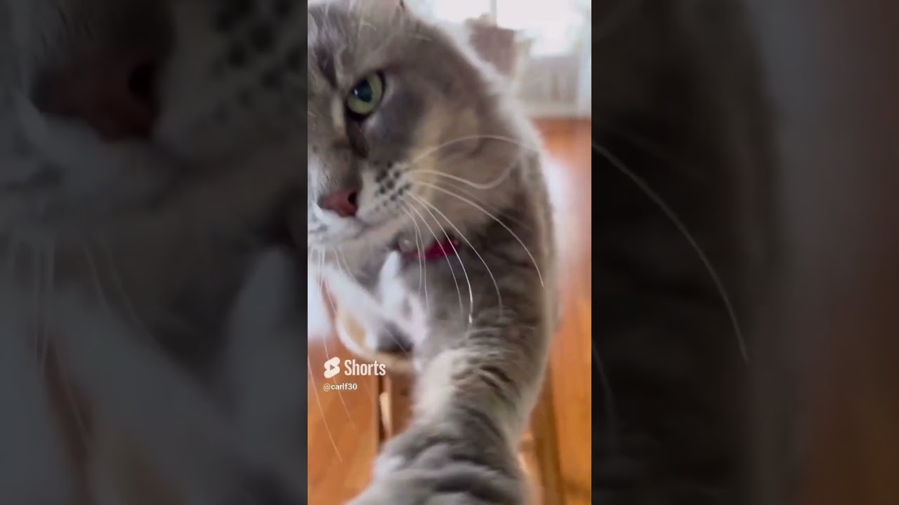 猫動画 #shorts 痛痛痛い😓 #アメリカンカール