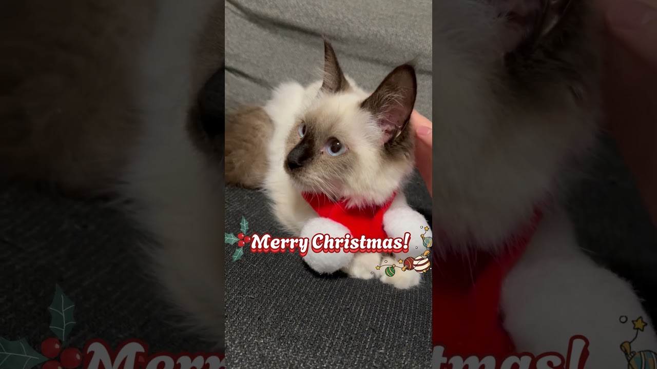 クリスマスにマフラーをつけたAzul #cat #ねこ #ラグドール #ねこのいる生活