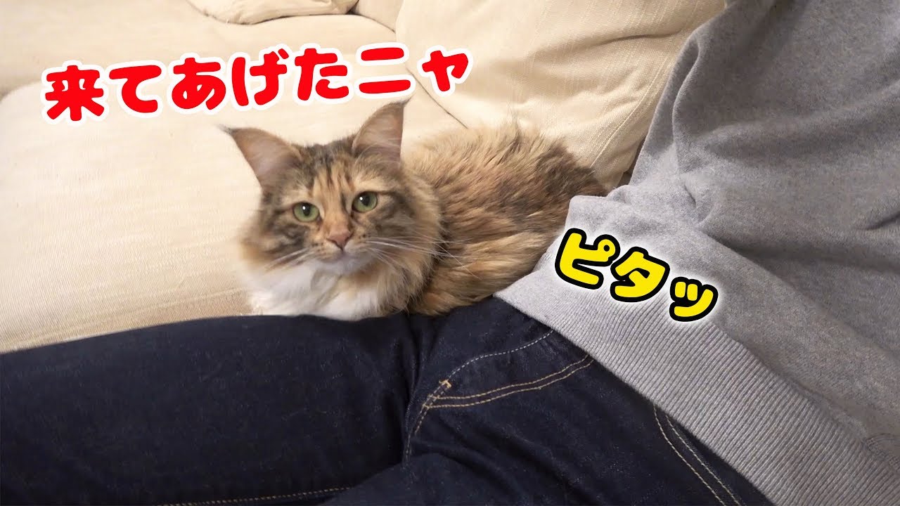 少しずつ飼い主に近寄ってくる超ツンデレちゃちゃ