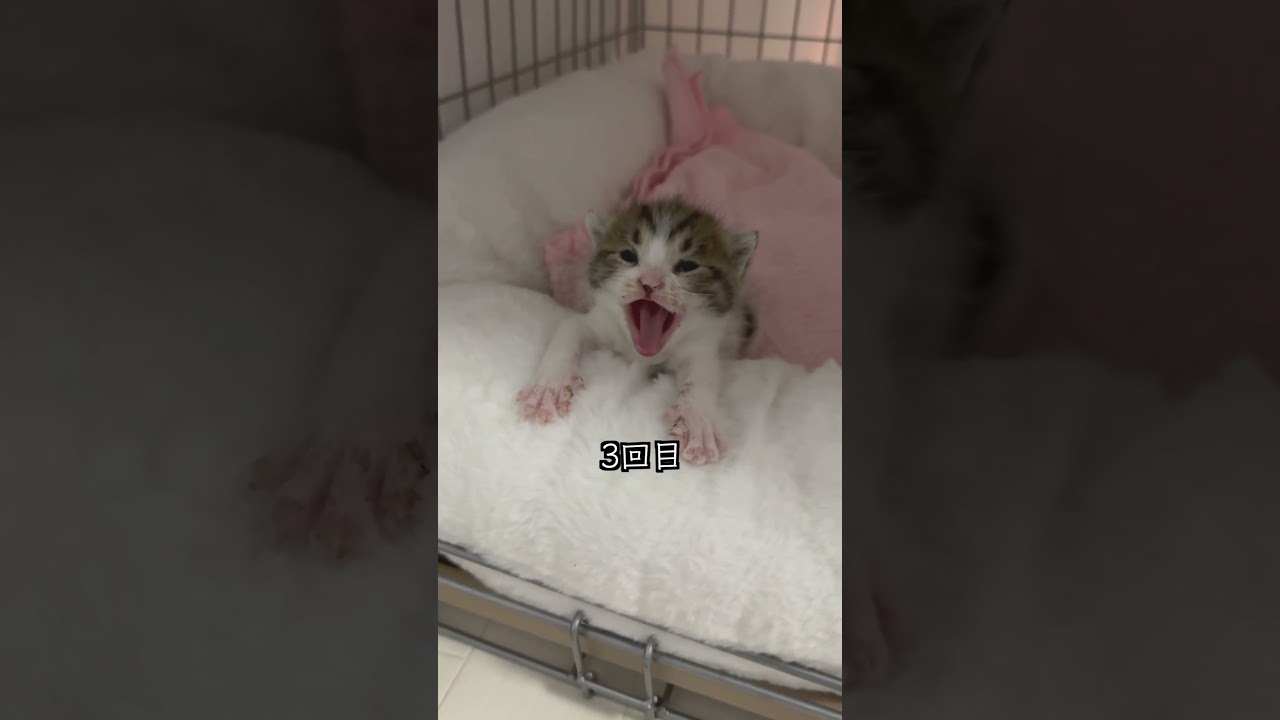 あくびが止まらない手のひらサイズの保護子猫 #shorts  #子猫保護 #子猫動画