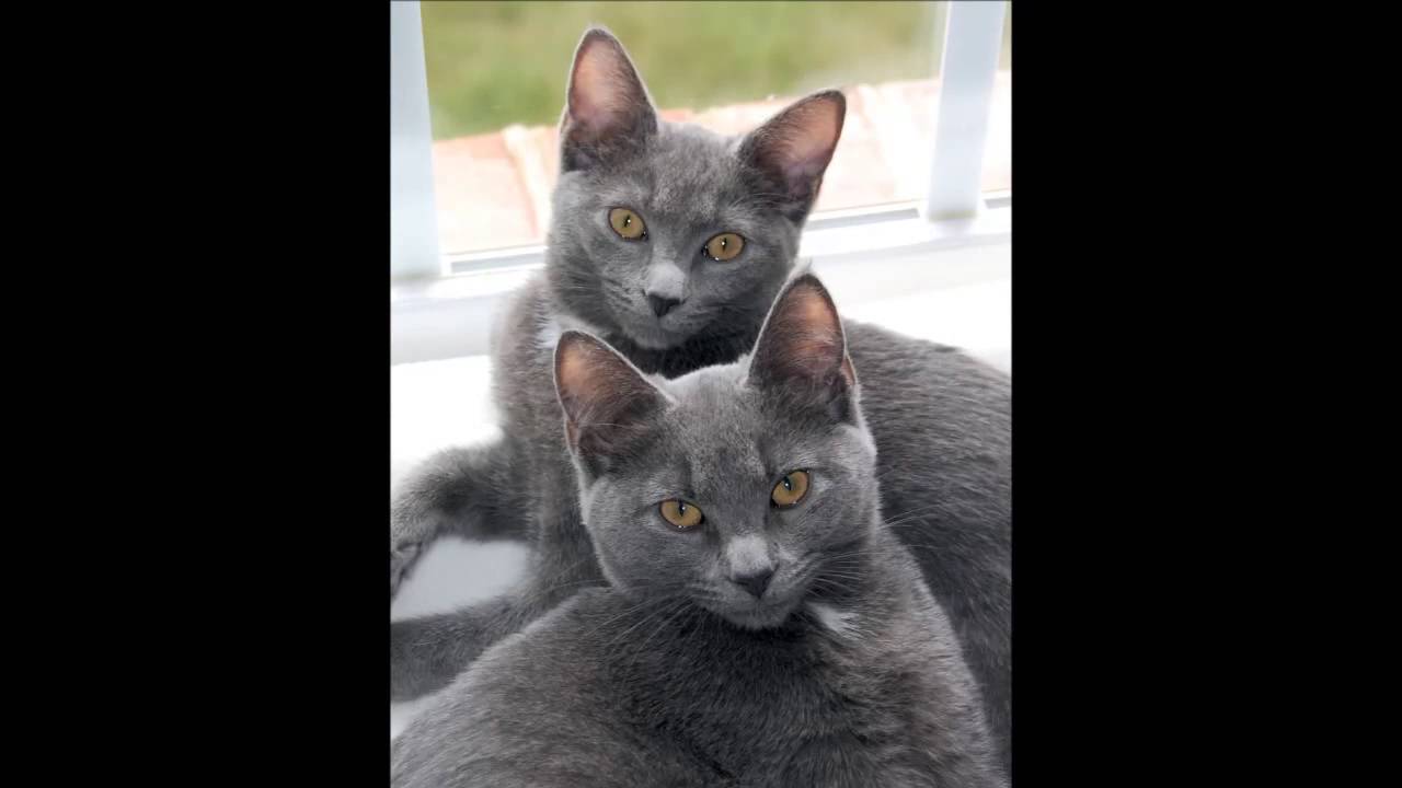 Beautiful photos of Korat cats breed