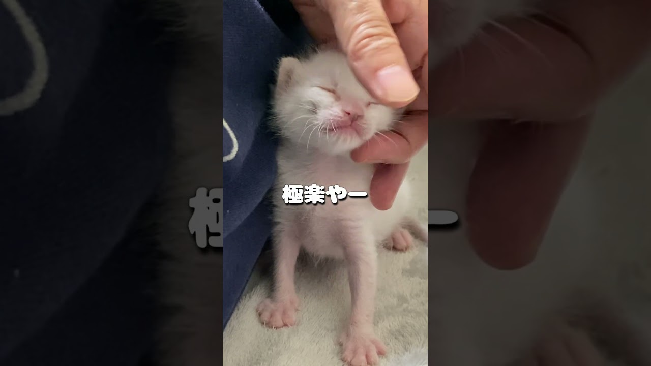散歩に出てもママの側を離れない赤ちゃん猫が可愛い