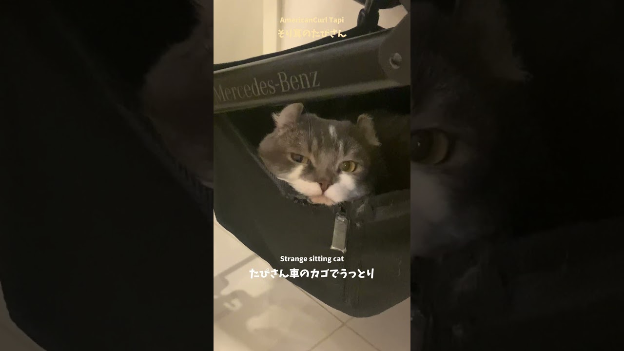 アメリカンカールのたぴさん車のカゴでうっとり