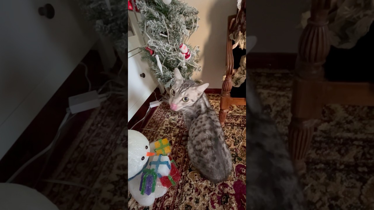 まだツリーの雪食べるんか、ユキオ❄️😬🎄#cat #catcute #ベンガル #ocicat#bengalcat#癒し動画 #クリスマスツリー#クリスマスイブ