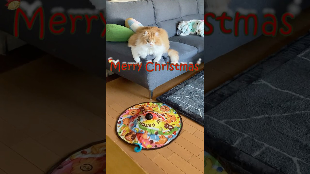 MerryChristmas  #cat #猫のいる暮らし #アメリカンカール
