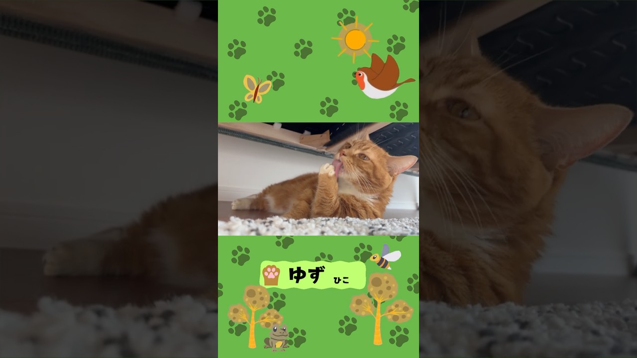 【肉球メンテ中】#マンチカン#マンチカン短足#マンチカン子猫#ブリマンチ#ブリティッシュショートヘア#茶トラ#キジシロ#子猫#多頭飼い#猫のいる暮らし#チュール#猫#猫の癖が強い