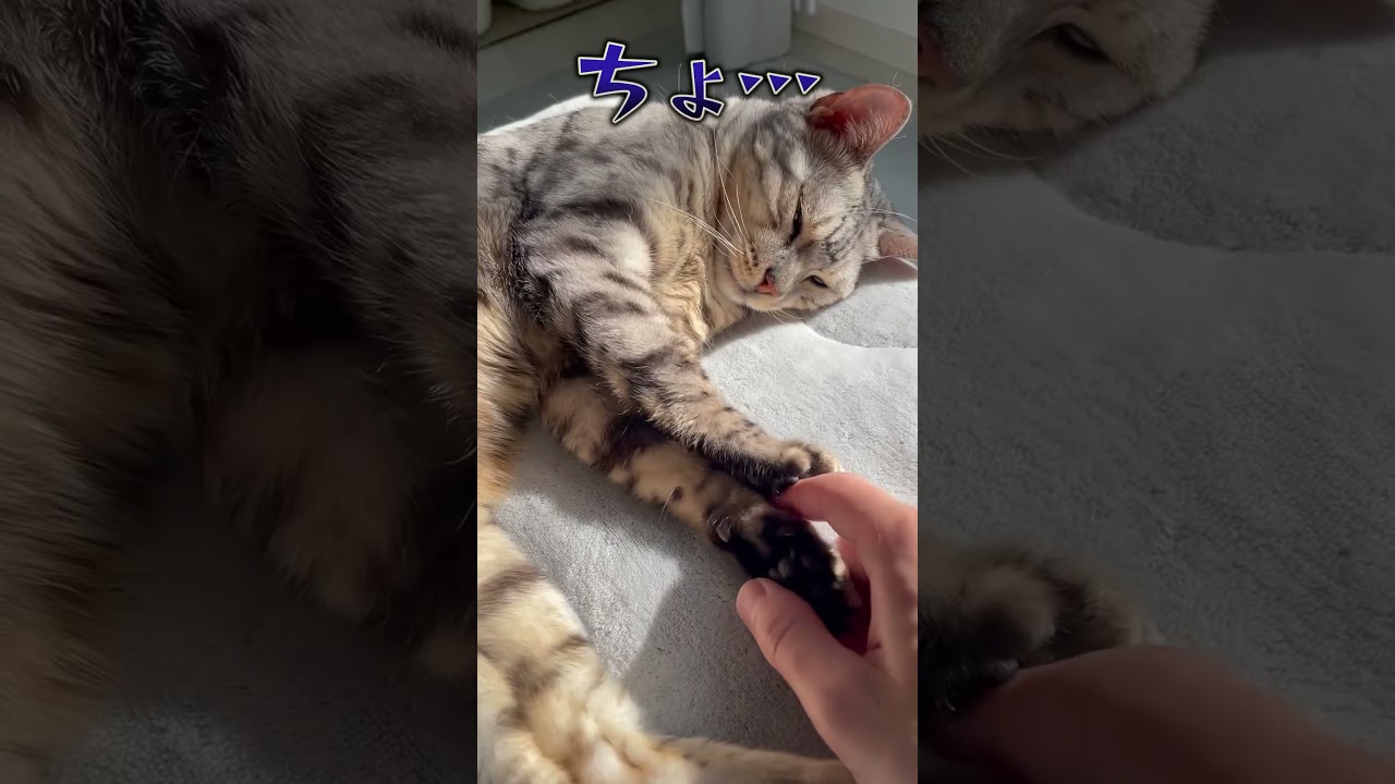 至福の時…だったのに　#cat #ベンガル #ベンガル猫 #猫のいる暮らし