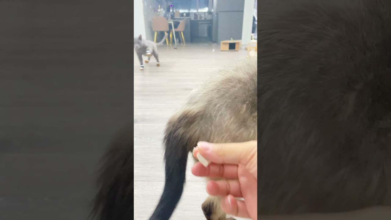 After putting shoes on a cat, it's really hilarious to see how they react