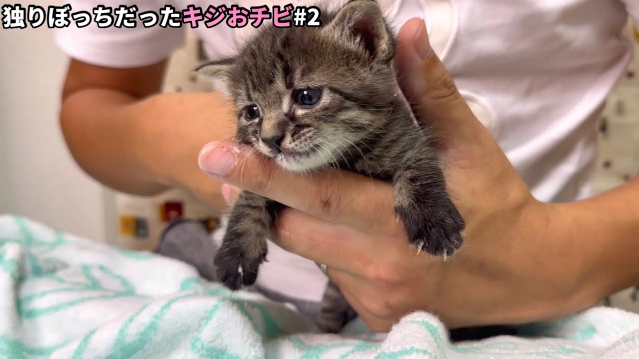 ミルクのあげ方が下手すぎてゲップ地獄へ陥る保護したキジおチビ
