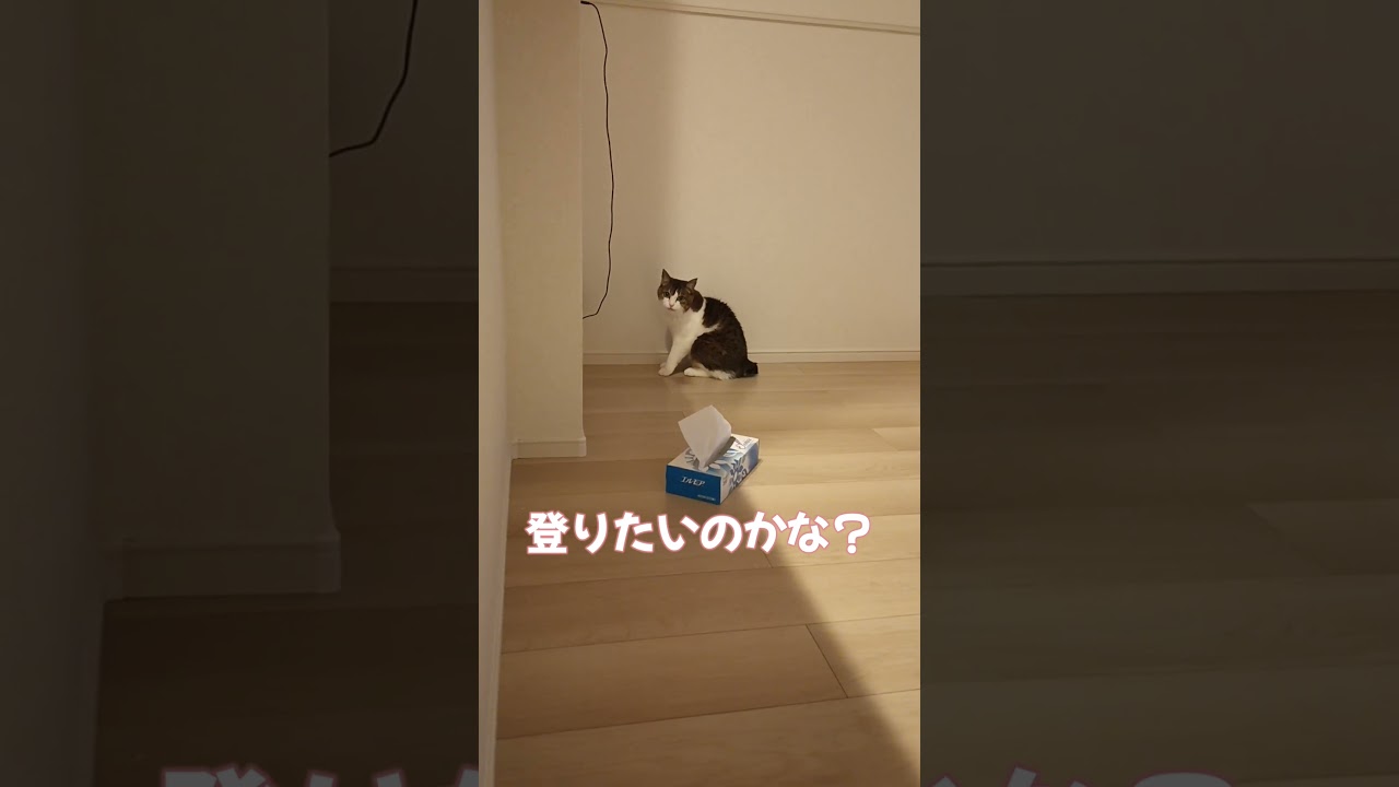 高すぎてジャンプを諦める猫さん【保護猫かよちゃん】　#shorts #cat #ねこ #猫動画#猫のいる暮らし