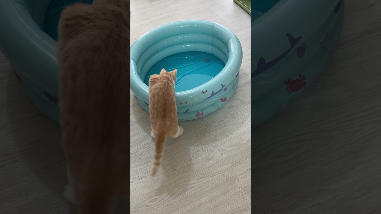 初めてのプールで遊ぶ猫 #猫  #スコティッシュフォールド  #cat