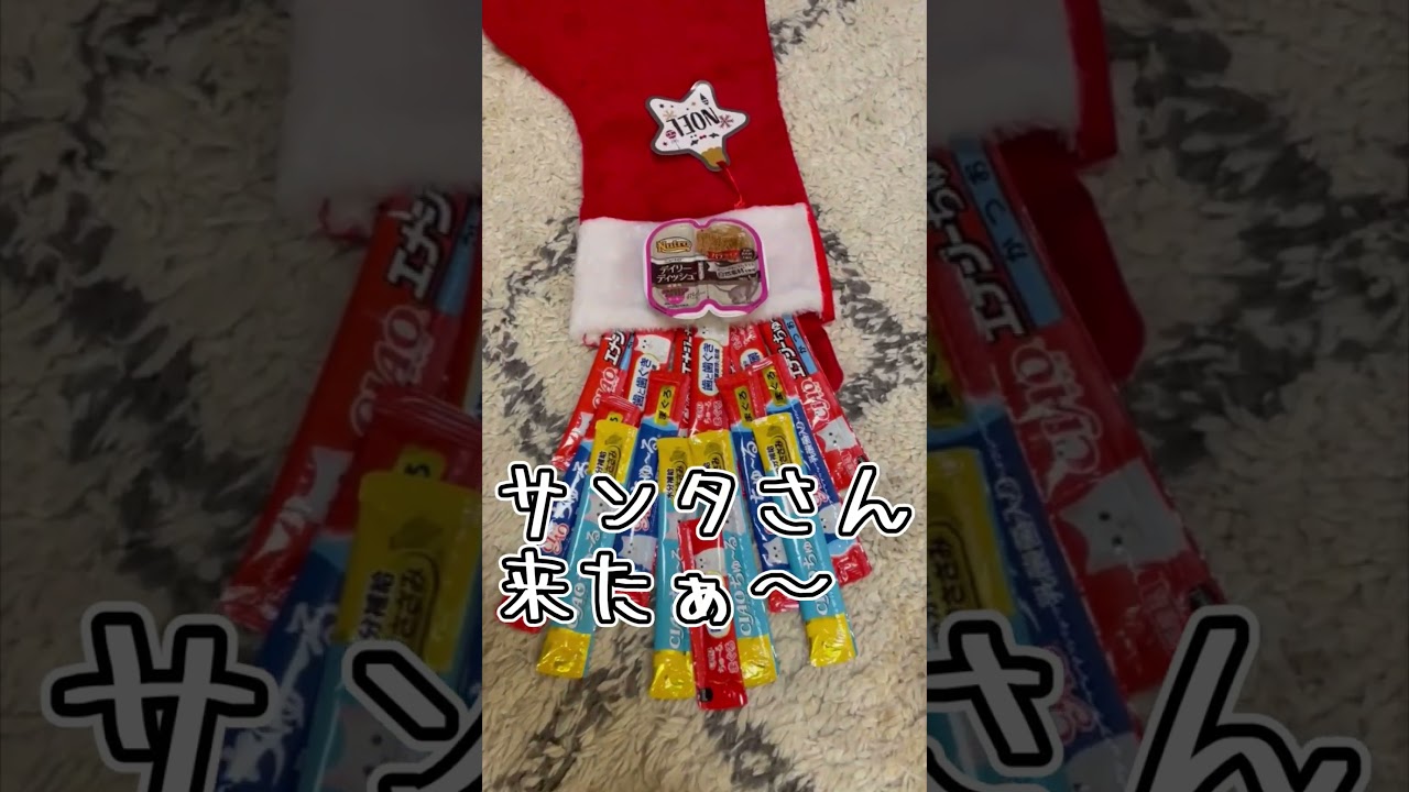サンタさんを待つうちの猫達 #shorts #猫 #アビシニアン