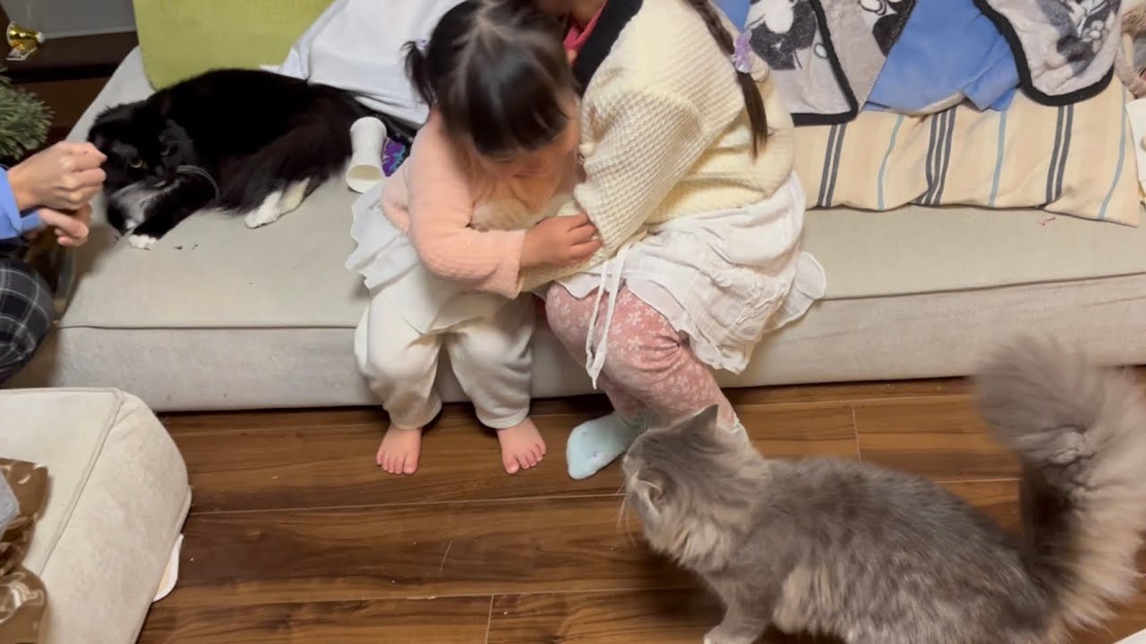 クリスマスプレゼントから逃げ惑う猫と高みの見物をする猫　サイベリアン