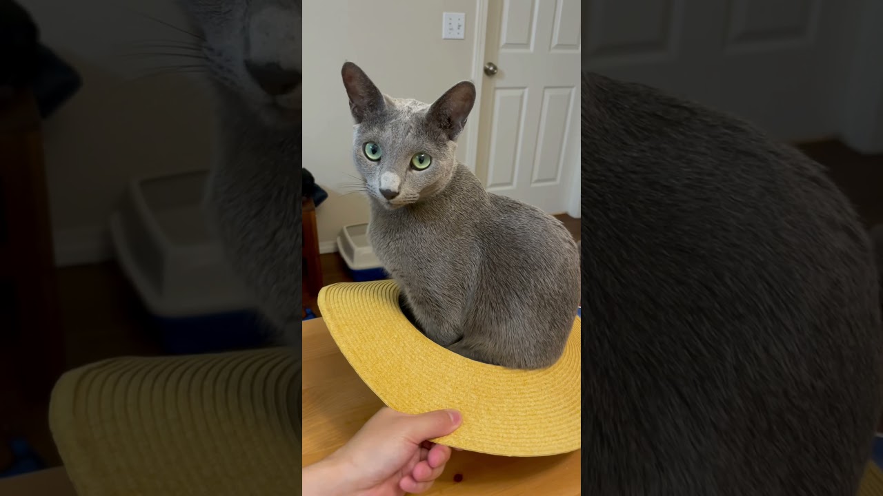 最後の最後に⁈ #shorts