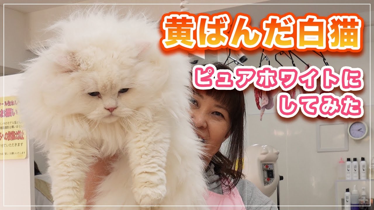 【アーサーちゃん】保護猫出身の白猫ちゃんボサボサになってしまったのでシャンプーしたらピュアホワイトになった【ラガマフィン】