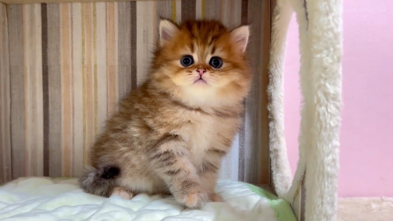 【マンチカンの子猫】嫌な事と好きな事の差が激しい件 ～猫のいる生活Vol.1060～出産動画 マンチカン短足・ミヌエット・ペルシャ猫専門ブリーダー『ペット蔵人』【子猫の成長記録】