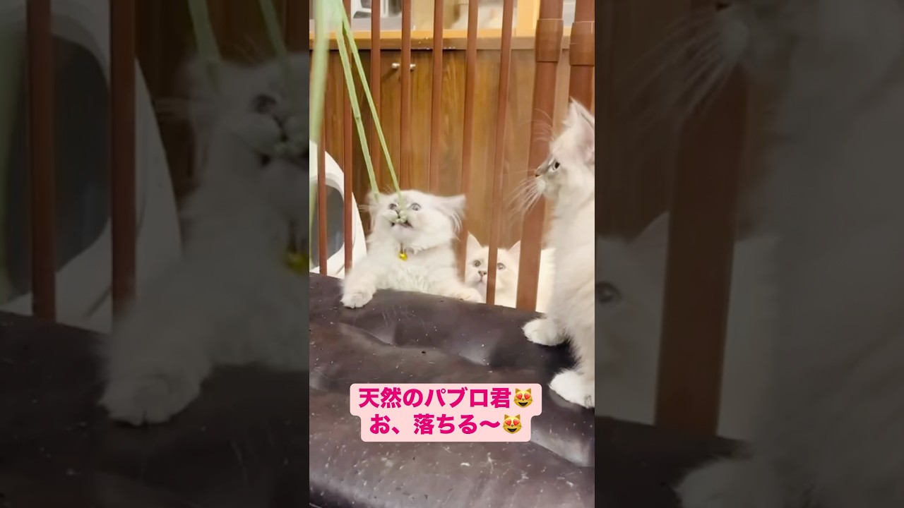 #サイベリアン の#子猫 パブロ君😻猫じゃらしに夢中で後ろに倒れちゃいました😂ご家族様募集中です。40種類の遺伝子疾患に対して5年間の健康保証💕#ペットショップ