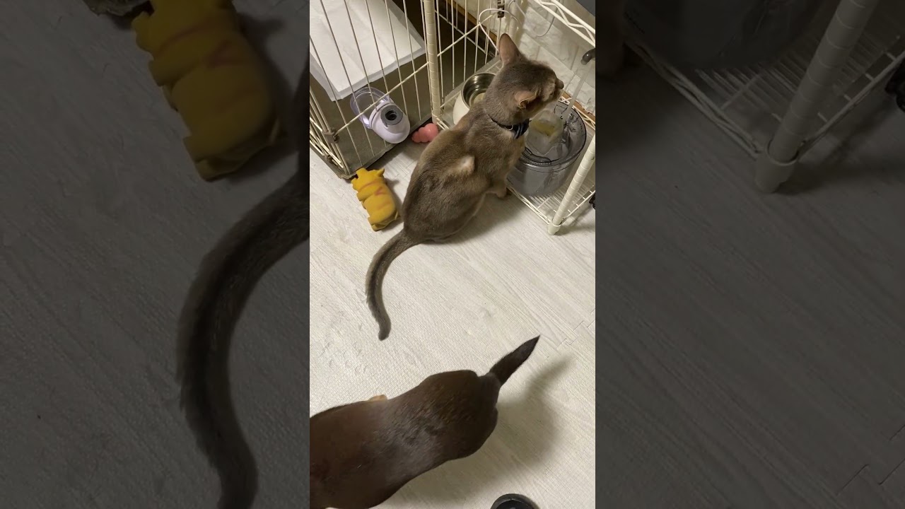 犬の猫吸い跡 #shorts #チワワ #アビシニアン #犬と猫