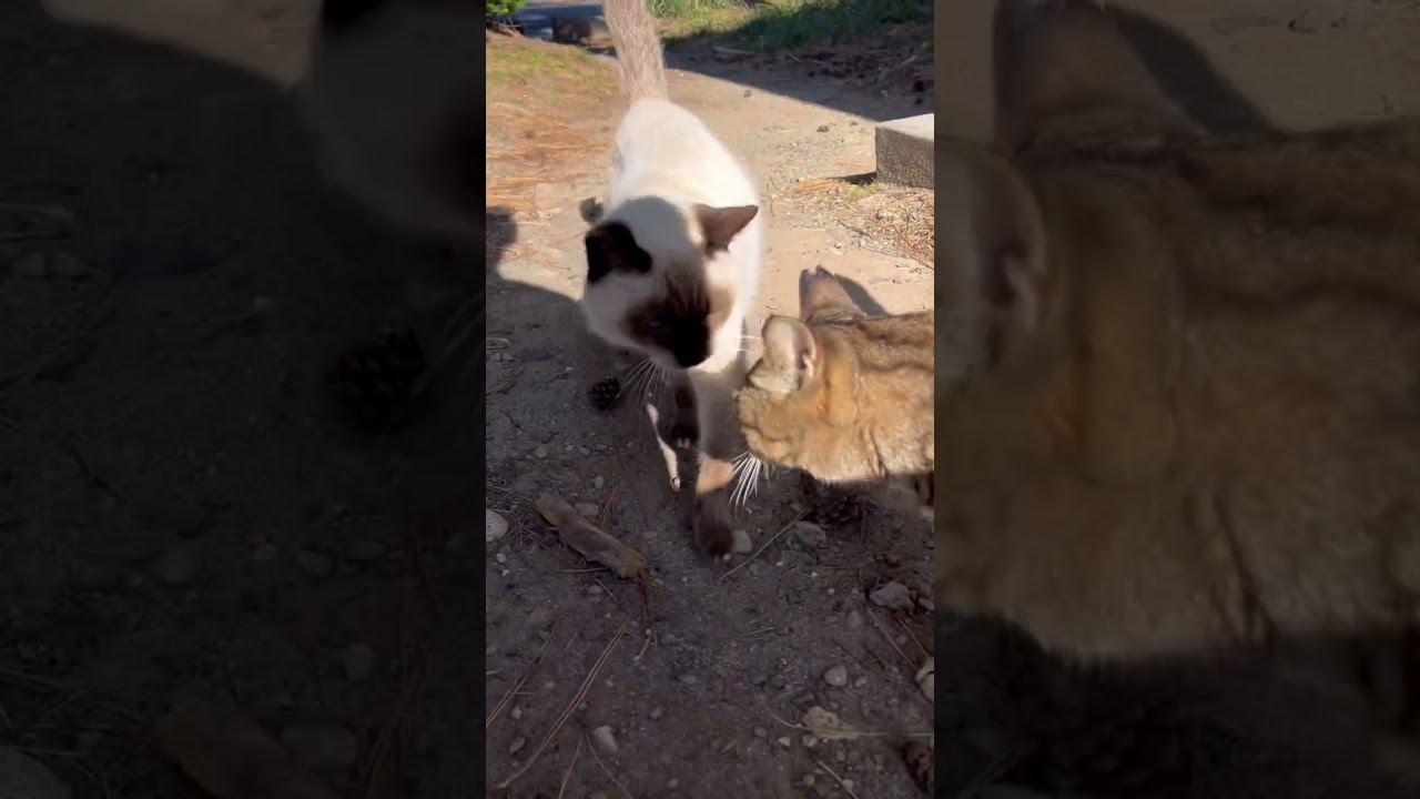 ぽつんと座ってたシャム猫ちゃん　　#ネコ#cat