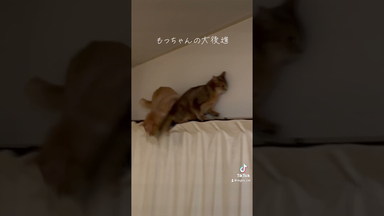 もっちゃんの大後進。 #cat #ソマリ #cats #猫のいる暮らし #アビシニアン