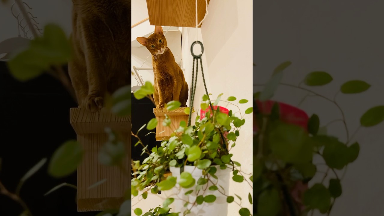 ここちゃんの観察日記🪴#猫#こころ#アビシニアン#レッド#give#cat#abyssinian#red