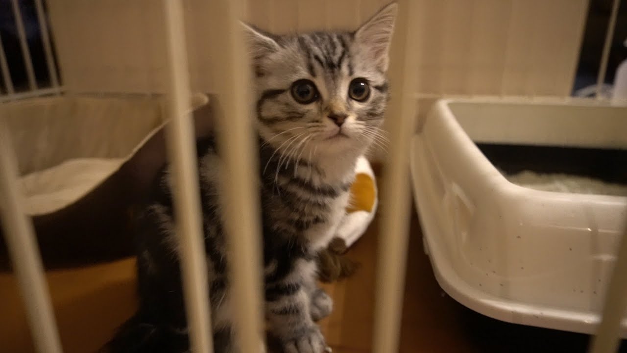 子猫が初めて、ケージで過ごす様子です。【アメリカンショートヘア】