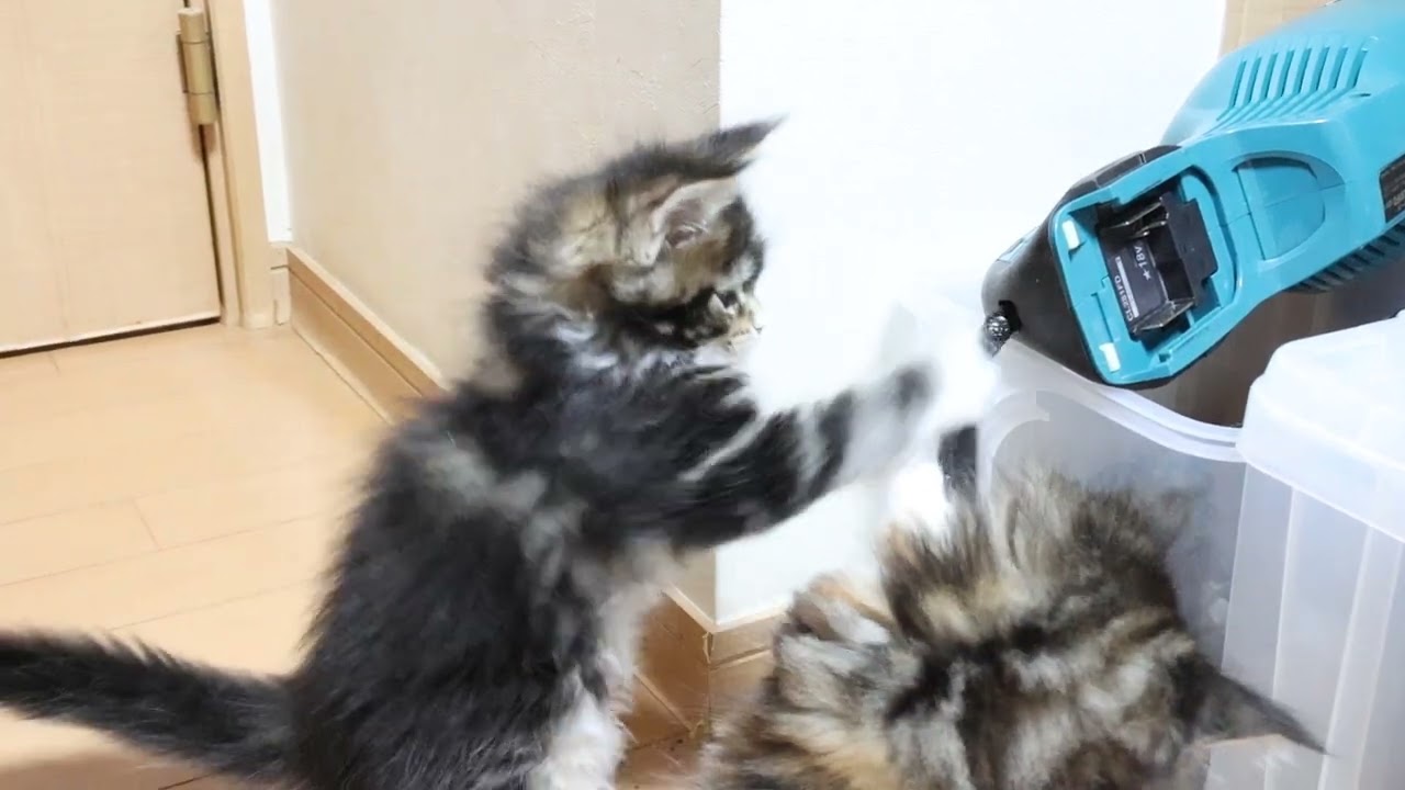 愛くるしいメインクーン子猫あざみちゃん