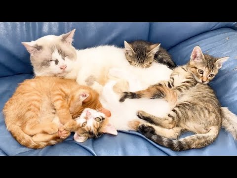 子猫から一方的に好かれる猫