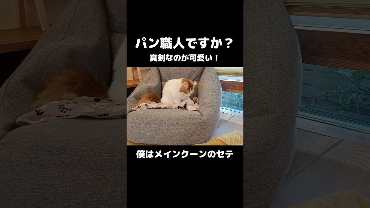 無言で捏ねる猫 #猫 #猫のいる暮らし #メインクーン #mainecoon #maniecoon #cat