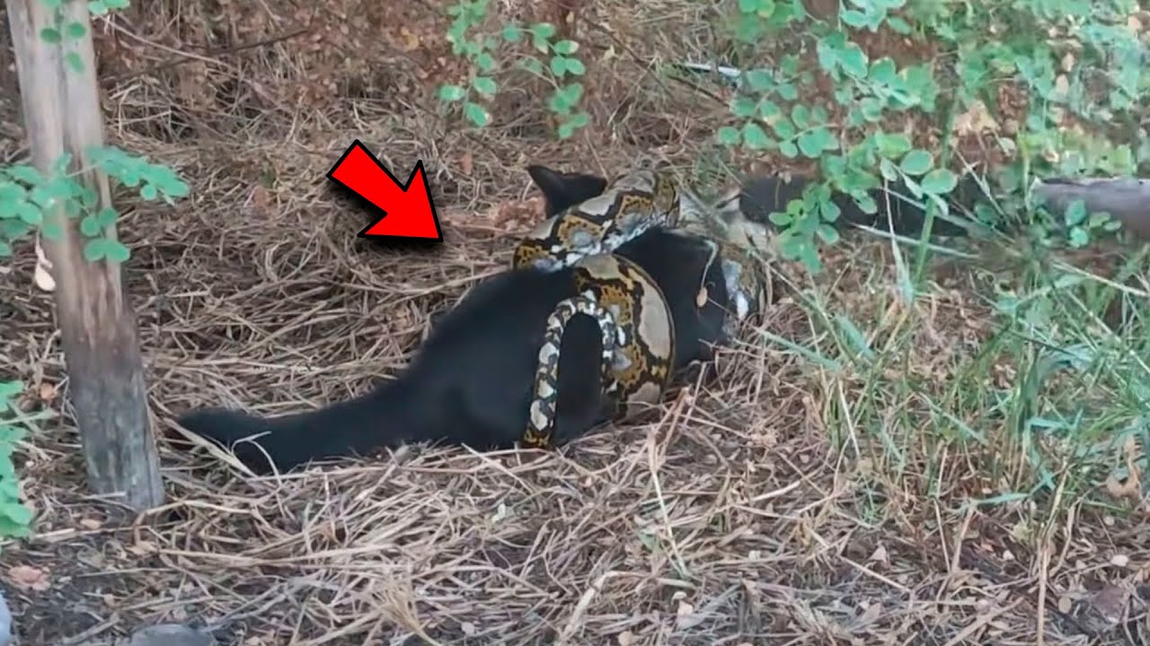 ヘビは子猫をつかまえて食べようとしました！その後に起こったことは信じられないものでした！
