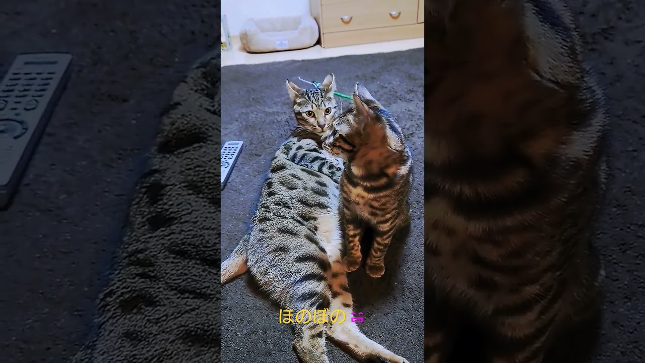 ベンガル猫　ほのぼの動画　#猫 #ベンガル #ねこのいる生活 #cats #猫動画 #かわいい猫 #仲良し #ほのぼの #ほっこり