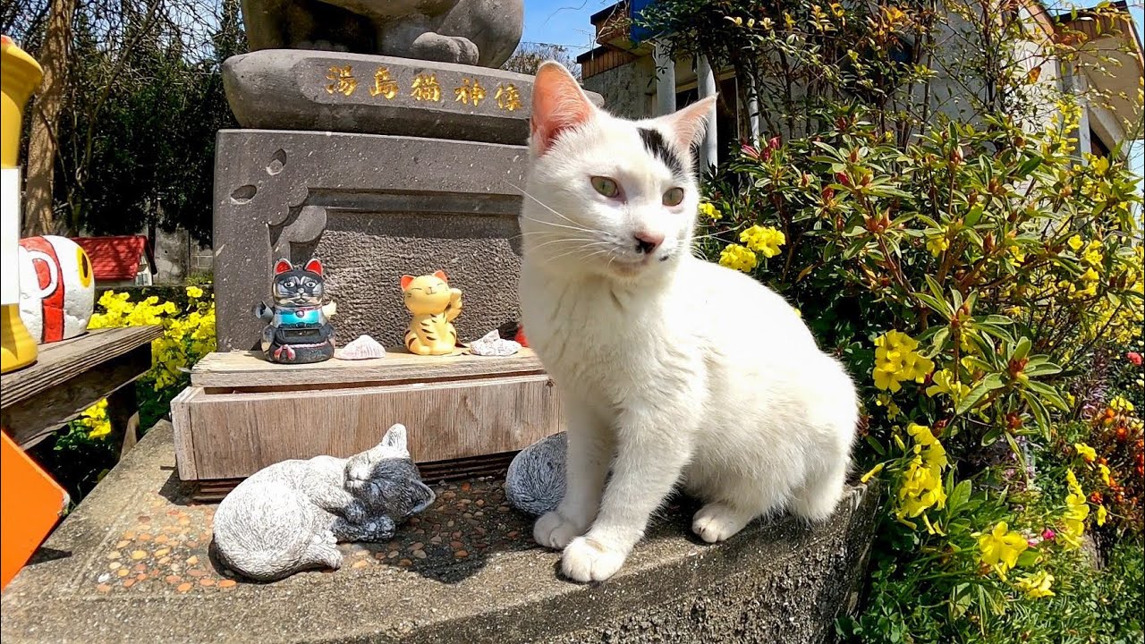 猫島の猫「このお供え物は貰っとくニャン」
