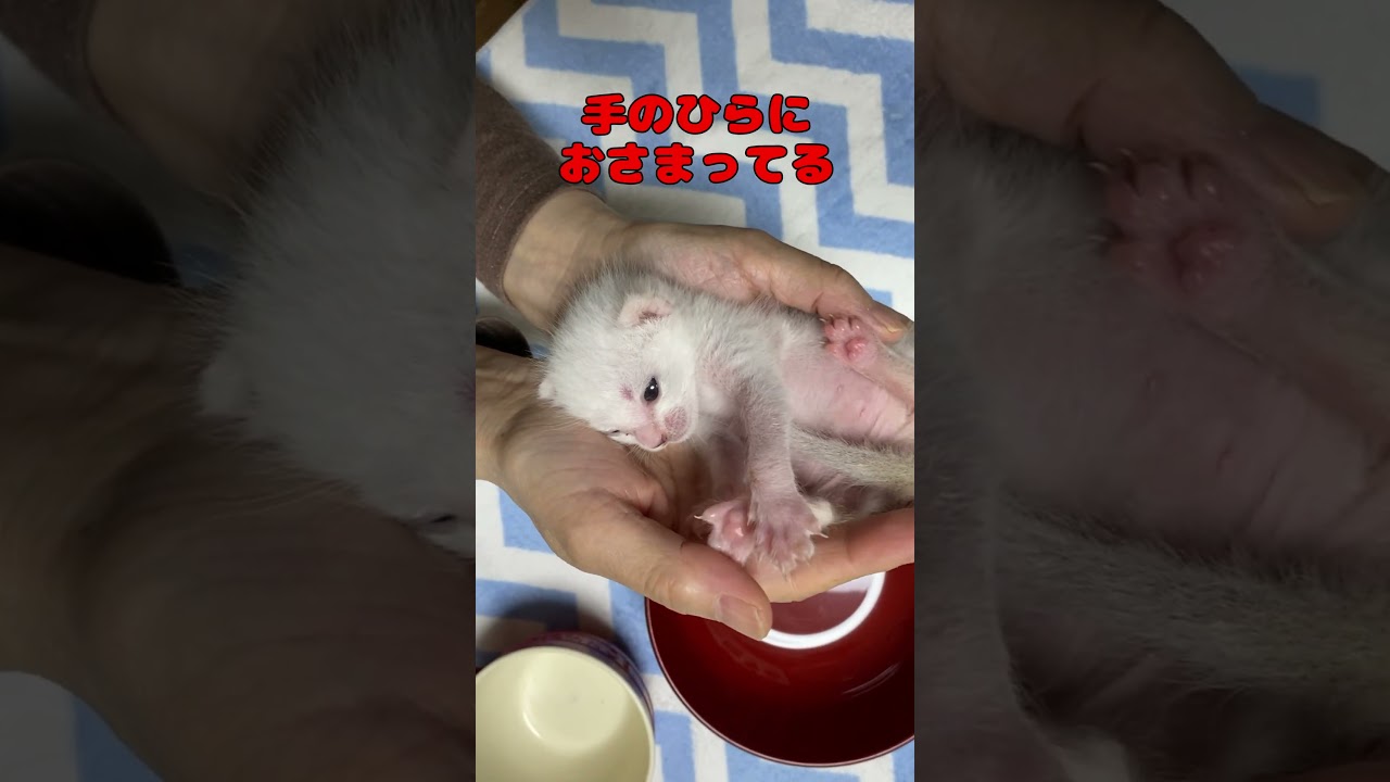 手のひらサイズだった赤ちゃん猫がこんなに大きくなりました